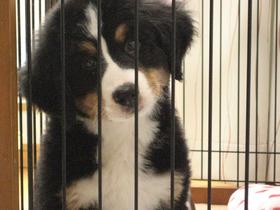 かわいいい暴れん坊