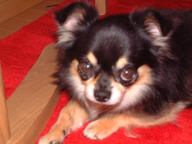 寸太（ずんた）