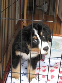 なんだか大きくなった