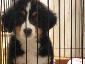 かわいいい暴れん坊