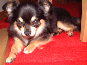 寸太（ずんた）